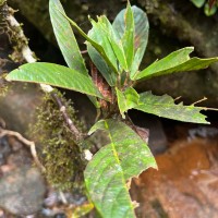 Stemonoporus rigidus Thwaites